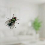 Tipos de moscas en casa: moscas verdes, moscardones y moscas grandes